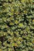 <em>Herniaria alpina</em>